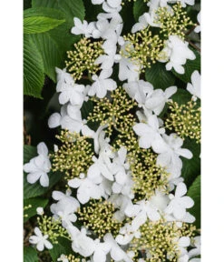 Japanischer Etagen-Schneeball 'Mariesii' -Gartenbedarf Angebote 7537236 PR DE 003 ViburnumPlicatumMariesiiSchneeball