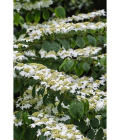 Japanischer Etagen-Schneeball 'Mariesii' -Gartenbedarf Angebote 7537236 PR DE 006 ViburnumPlicatumMariesiiSchneeball