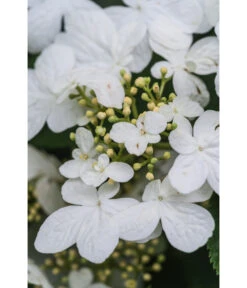 Japanischer Etagen-Schneeball 'Mariesii' -Gartenbedarf Angebote 7537236 PR DE 007 ViburnumPlicatumMariesiiSchneeball