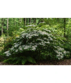 Japanischer Etagen-Schneeball 'Mariesii' -Gartenbedarf Angebote 7537236 PR MO 001 ViburnumPlicatumMariesiiSchneeball