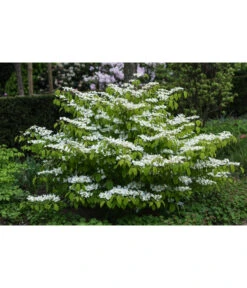 Japanischer Etagen-Schneeball 'Mariesii' -Gartenbedarf Angebote 7537236 PR MO 002 ViburnumPlicatumMariesiiSchneeball