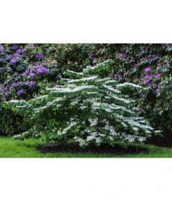 Japanischer Etagen-Schneeball 'Mariesii' -Gartenbedarf Angebote 7537236 PR MO 003 ViburnumPlicatumMariesiiSchneeball