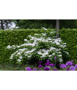 Japanischer Etagen-Schneeball 'Mariesii' -Gartenbedarf Angebote 7537236 PR MO 005 ViburnumPlicatumMariesiiSchneeball