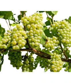 Dehner Gourmet Garten Tafeltraube 'Palatina'