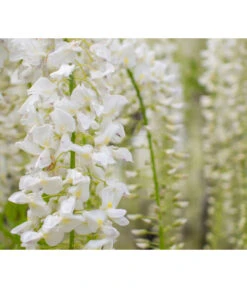 Chinesischer Blauregen -Gartenbedarf Angebote 7542905 PR DE 001 WisteriaBlauregenWeissPixabay