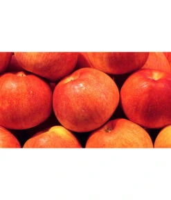 Neue Produkte -Gartenbedarf Angebote 7621865 WE MO 001 ZergapfelCroquellaPixabay