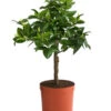Blutorange -Gartenbedarf Angebote 7622756 WE FS 001 CitrusSinensisBlutorangeT20