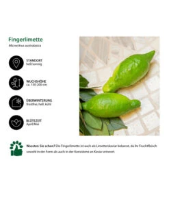 Dehner Gourmet Garten Fingerlimette -Gartenbedarf Angebote 7622830 WE IG 002 FingerlimetteLimettenkaviar