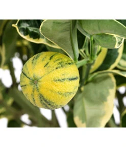 Weißbunte Orange 'Variegata' 5 Weißbunte Orange 'Variegata' -Gartenbedarf Angebote 7623093 WE DE 001 CitrusWeissbunteOrangeVariegataT20