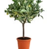 Weißbunte Orange 'Variegata' -Gartenbedarf Angebote 7623093 WE FS 001 CitrusWeissbunteOrangeVariegataT20