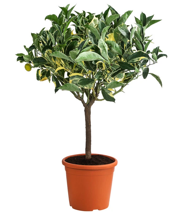 Weißbunte Orange 'Variegata' 3 Weißbunte Orange 'Variegata'