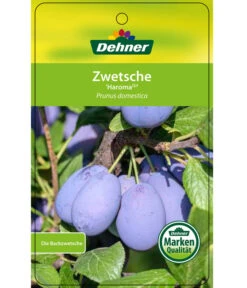 Zwetschge 'Haroma' -Gartenbedarf Angebote 7662703 ZwetscheHaroma Etikett 1