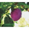 Dehner Pflaume 'Königin Viktoria' 1 Dehner Pflaume 'Königin Viktoria' -Gartenbedarf Angebote 7702558 PR FS 001 PrunusPflaumeKoeniginVictoriaPixabayRet