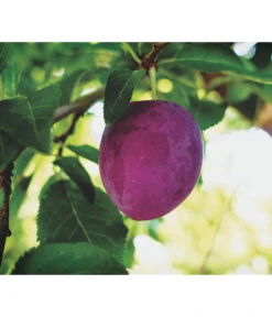 Dehner Pflaume 'Königin Viktoria'