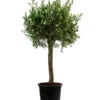 XXL Olivenbaum, Ca. 160-170 Cm -Gartenbedarf Angebote 7724800 WE FS 001 OleaSolitaerOliveT35