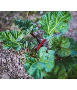 Dehner Gourmet Garten Himbeer-Rhabarber -Gartenbedarf Angebote 7736028 PR 001 RheumRhabarberPixabay