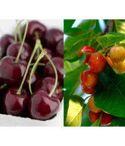 Kirschen-Duo 'Regina/Napoleon'