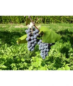 Dehner Gourmet Garten Tafeltraube 'Muscat Blue' 9 Dehner Gourmet Garten Tafeltraube 'Muscat Blue' -Gartenbedarf Angebote 7779101 WE DE 002 WeintraubeBlauerMuskatellerPixabay