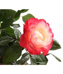 Rosenmix Edel- Und Beetrosen -Gartenbedarf Angebote 7801103 PR DE 001 RosenInSortenHuckfeldt10LiterEdelroseNostalgieDehnerExpressHerzig