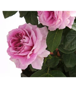 Rosenmix Edel- Und Beetrosen -Gartenbedarf Angebote 7801103 PR DE 001 RosenInSortenHuckfeldt10LiterEdelrosePerfumeFlowercircusDehnerExpressHerzig
