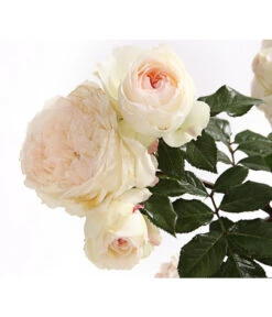 Rosenmix Edel- Und Beetrosen -Gartenbedarf Angebote 7801103 PR DE 001 RosenInSortenHuckfeldt10LiterEdelroseStephanieBaroninZuGuttenbergDehnerExpressHerzig