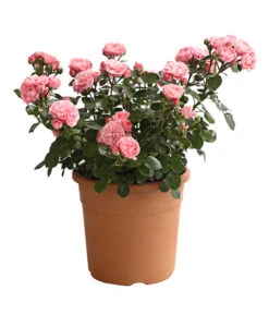 Rosenmix Edel- Und Beetrosen -Gartenbedarf Angebote 7801103 PR FS 001 RosenInSortenHuckfeldt10LiterEdelroseBailandoDehnerExpressHerzig