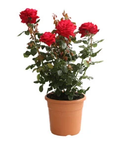 Rosenmix Edel- Und Beetrosen -Gartenbedarf Angebote 7801103 PR FS 001 RosenInSortenHuckfeldt10LiterEdelroseBurgundDehnerExpressHerzig