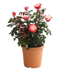 Rosenmix Edel- Und Beetrosen -Gartenbedarf Angebote 7801103 PR FS 001 RosenInSortenHuckfeldt10LiterEdelroseNostalgieDehnerExpressHerzig