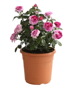 Rosenmix Edel- Und Beetrosen -Gartenbedarf Angebote 7801103 PR FS 001 RosenInSortenHuckfeldt10LiterEdelrosePerfumeFlowercircusDehnerExpressHerzig