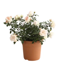 Rosenmix Edel- Und Beetrosen -Gartenbedarf Angebote 7801103 PR FS 001 RosenInSortenHuckfeldt10LiterEdelroseStephanieBaroninZuGuttenbergDehnerExpressHerzig
