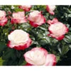 Edelrose 'Nostalgie®'