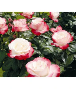 Edelrose 'Nostalgie®'