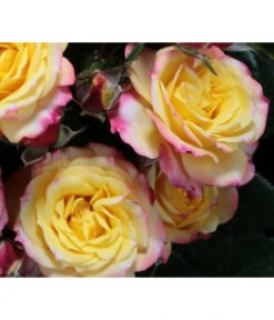 Zwergrose 'Tropical Clementine®' -Gartenbedarf Angebote 7802952 PR DE 003 ZwergroseTropicalClementineTantau