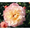 Edelrose 'Aquarell®' -Gartenbedarf Angebote 7803349 WE DE 001 NostalgieEdelroseAquarellTantauGelbKirschrotRet