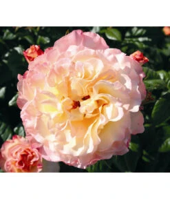 Edelrose 'Aquarell®'