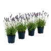 Duft-Lavendel 'Felice', 4er-Set -Gartenbedarf Angebote 7805773 WE FS 001 LavendelpaketDuftLavendelAngustifoliaFeliceLavandula4Pflanzen