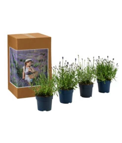 Neue Produkte -Gartenbedarf Angebote 7805781 WE FS 002 LavendelpaketMixLavandula4PflanzenT12