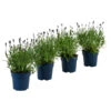Schmetterlings-Lavendel 'Royal Blue', 4er-Set -Gartenbedarf Angebote 7805807 WE FS 001 LavendelpaketLavandulaSchmetterlingslavendel4PflanzenT12