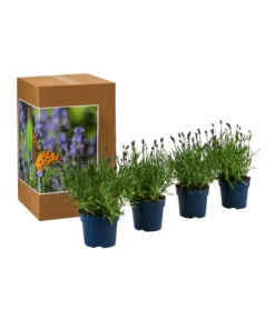 Neue Produkte -Gartenbedarf Angebote 7805807 WE FS 002 LavendelpaketLavandulaSchmetterlingslavendel4PflanzenT12