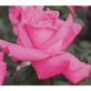 Edelrose 'Duftrausch®' -Gartenbedarf Angebote 7839244 PR DE 011 EdelroseDuftrauschTantau