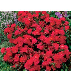 Bodendeckerrose 'Fairy King®', Rot 7 Bodendeckerrose 'Fairy King®', Rot -Gartenbedarf Angebote 7844160 WE DE 001 BodendeckerroseFairyQueenFairyQueenRot