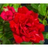 Bodendeckerrose 'Fairy King®', Rot -Gartenbedarf Angebote 7844160 WE DE 002 RosaBodendeckerroseFairyQueenRot2L