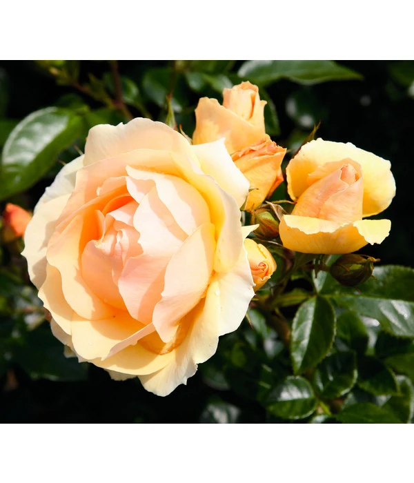 Beetrose 'Hansestadt Rostock®', Stämmchen 3 Beetrose 'Hansestadt Rostock®', Stämmchen