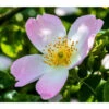 Hunds-Rose 1 Hunds-Rose -Gartenbedarf Angebote 7921778 PR DE 001 RosaCaninaPixabay