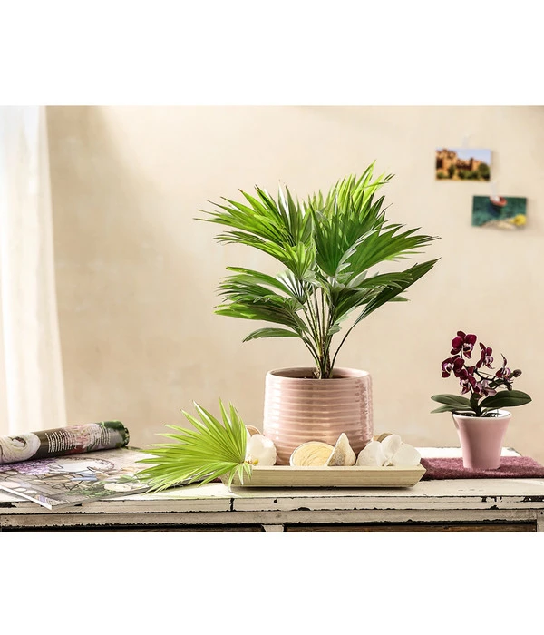 Rundblättrige Schirmpalme - Livistona Rotundifolia 5 Rundblättrige Schirmpalme - Livistona Rotundifolia – Bild 3