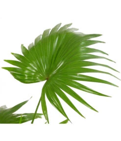 Rundblättrige Schirmpalme - Livistona Rotundifolia 6 Rundblättrige Schirmpalme - Livistona Rotundifolia -Gartenbedarf Angebote 7977903 WE DE 001 Livistonia8240806