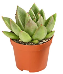 Echeverien-Set - Echeveria, Verschiedene Sorten -Gartenbedarf Angebote 7978117 PR FS 003 EcheverieSukkulenten6erSetT6DehnerExpressHerzig