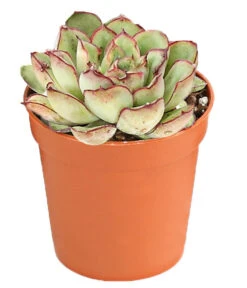 Echeverien-Set - Echeveria, Verschiedene Sorten -Gartenbedarf Angebote 7978117 PR FS 005 EcheverieSukkulenten6erSetT6DehnerExpressHerzig