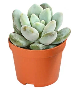 Echeverien-Set - Echeveria, Verschiedene Sorten -Gartenbedarf Angebote 7978117 PR FS 006 EcheverieSukkulenten6erSetT6DehnerExpressHerzig
