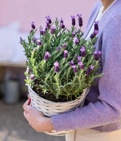 Schopf-Lavendel -Gartenbedarf Angebote 8017014 WE MO 001 LavendelKorb